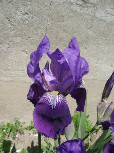 iris mov