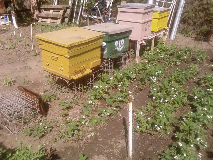 activitate intensa 27.04