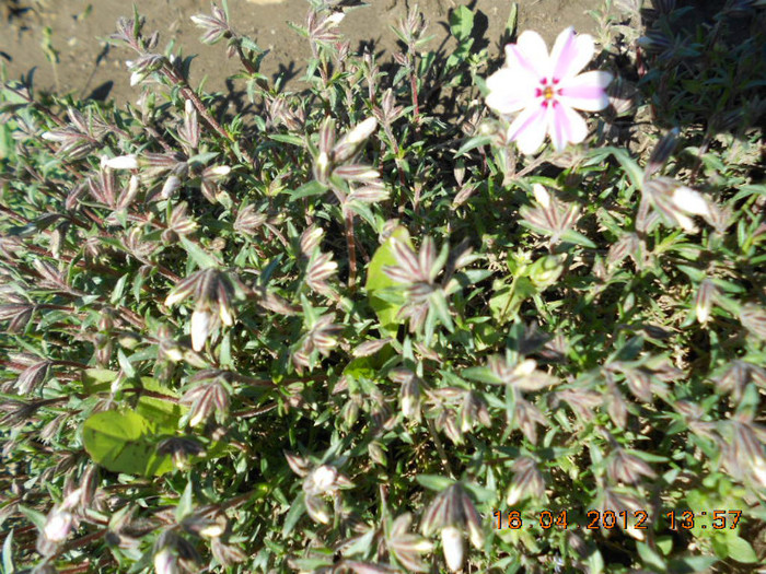 phlox subulata