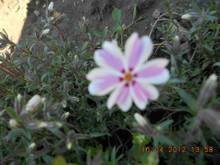 phlox subulata