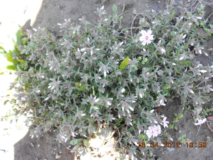 DSCN1963