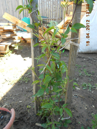 clematita Andromeda