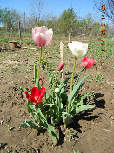 DSCN1971