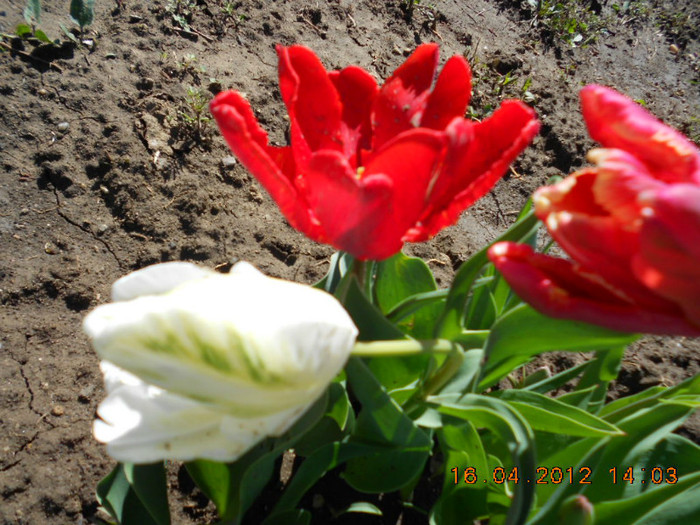 DSCN1988