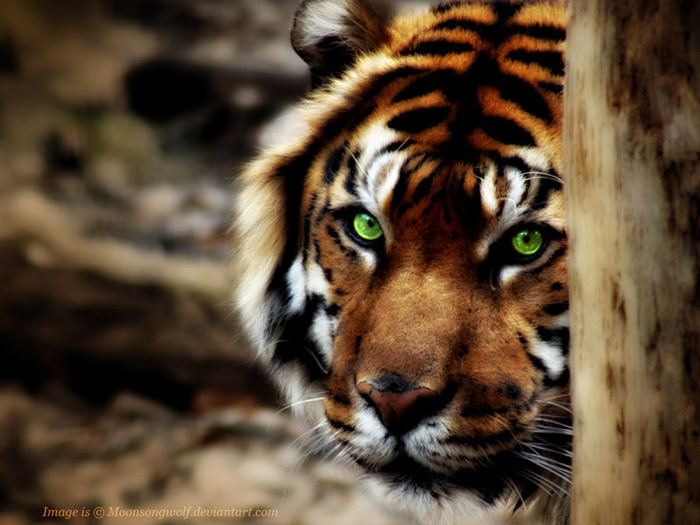 shy_sumatran_tiger_wallpaper_by_moonsongwolf-d3korvi - tiger