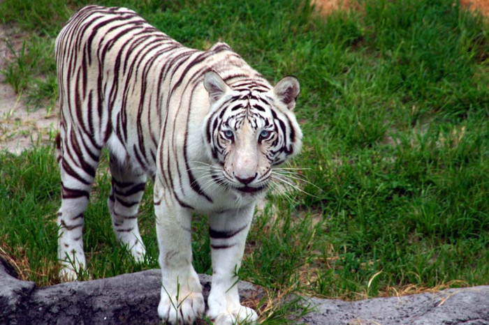 The_Tiger_by_lynjupiter - tiger