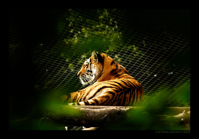 Tiger_by_fade_out - tiger