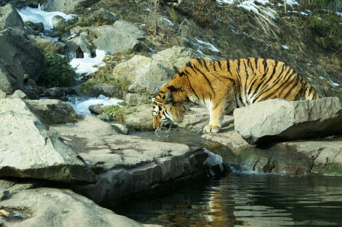Tiger_by_fcosmin - tiger
