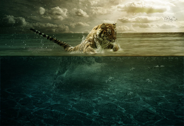 tiger_leap_in_the_water_by_pshoudini-d4rk2b7 - tiger