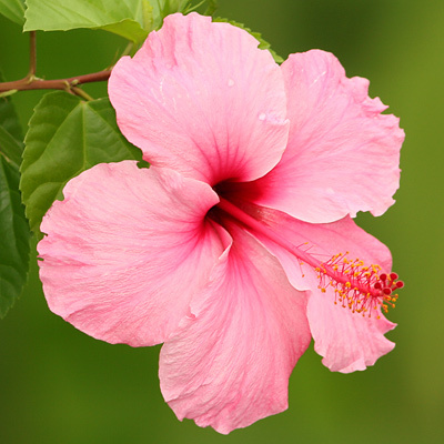 hibiscus[1] - VA ROG AJUTATI-MA CU LASTARI DE HIBI ORICE CULOARE