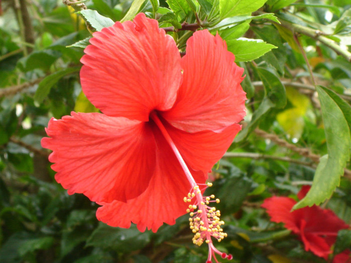 Red_Hibiscus_in_Chennai_during_Spring[1]
