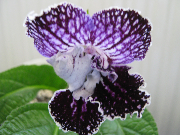  - streptocarpus Mamba 6  Piotr Kleszczynski