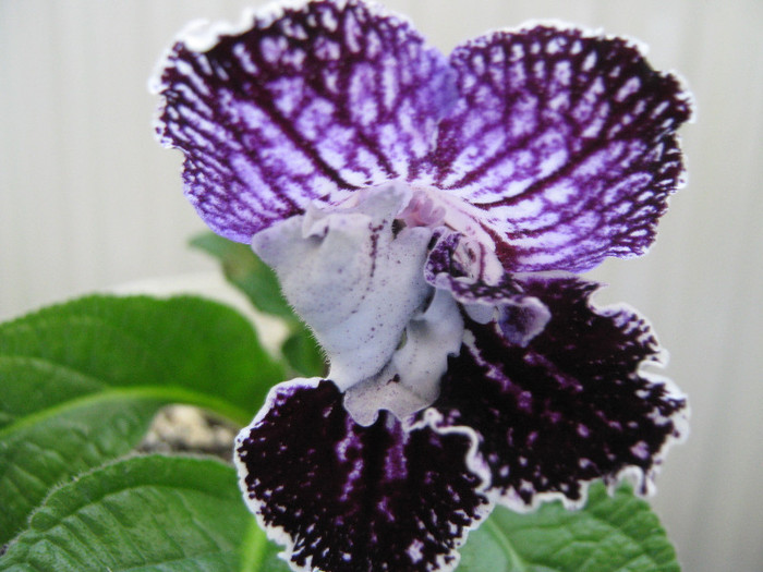  - streptocarpus Mamba 6  Piotr Kleszczynski