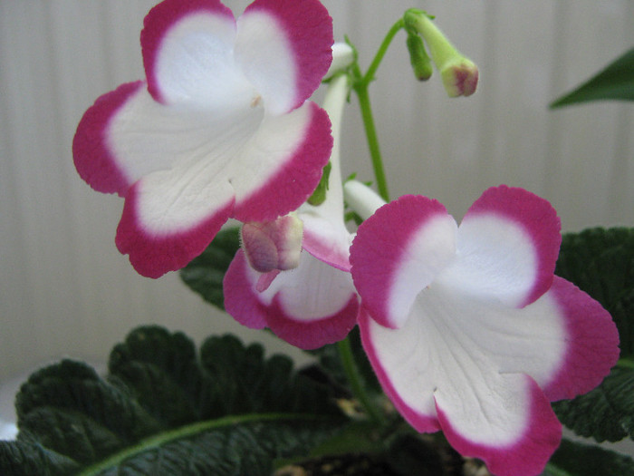  - streptocarpus Rose Halo