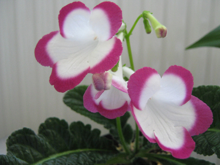  - streptocarpus Rose Halo