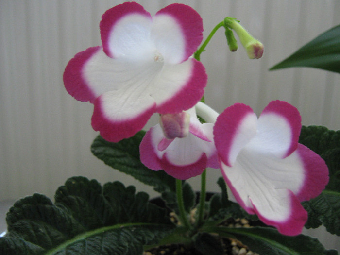  - streptocarpus Rose Halo