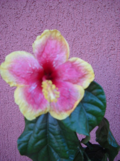 pierdut - HIBISCUS - 2012