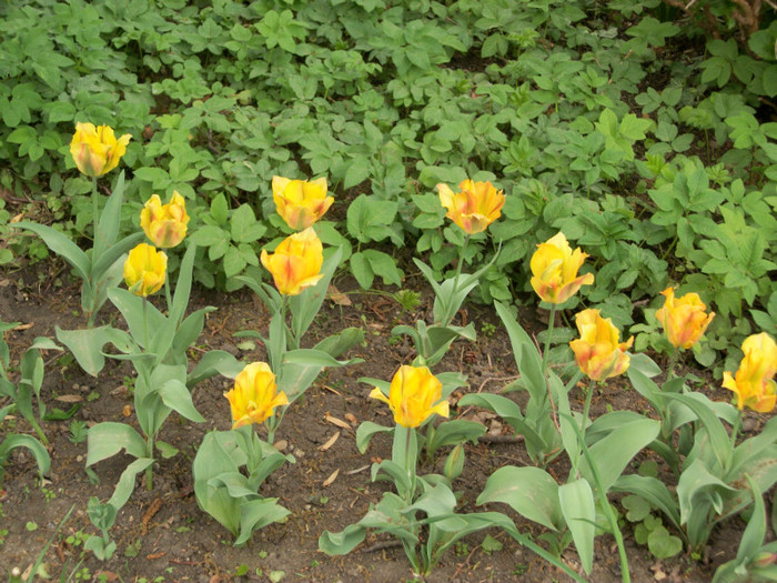 100_8676 - gradina botanica buc