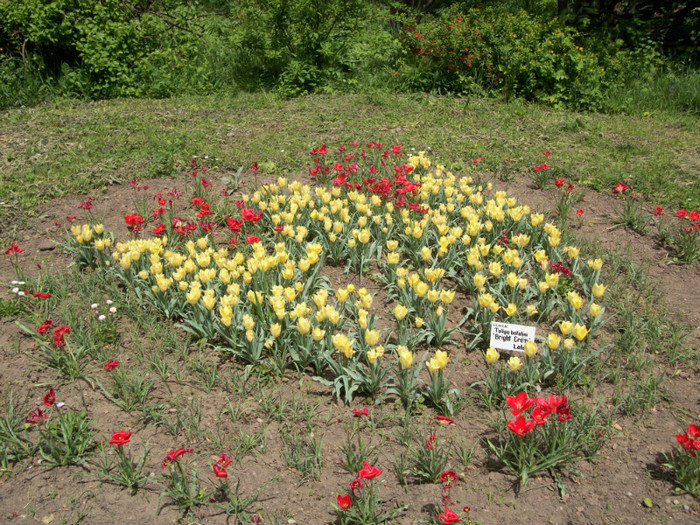 100_8679 - gradina botanica buc