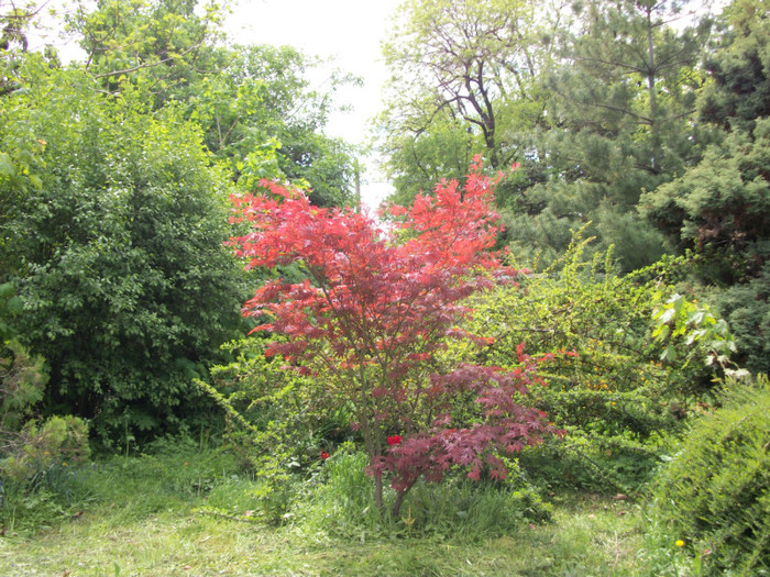 100_8681 - gradina botanica buc