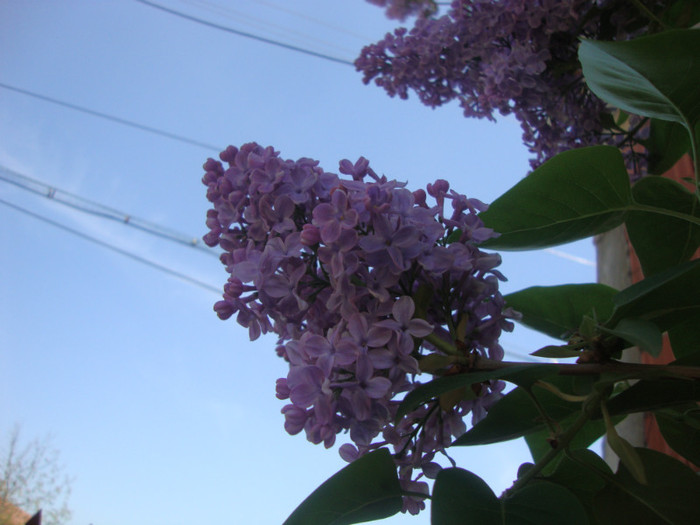 - in gradina