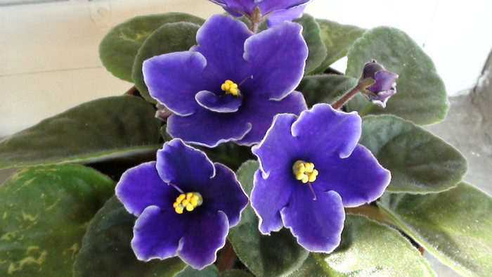cu floare mare(aprox5cm) - Violete 2012