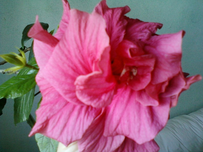 28 aprilie 2012-flori 029