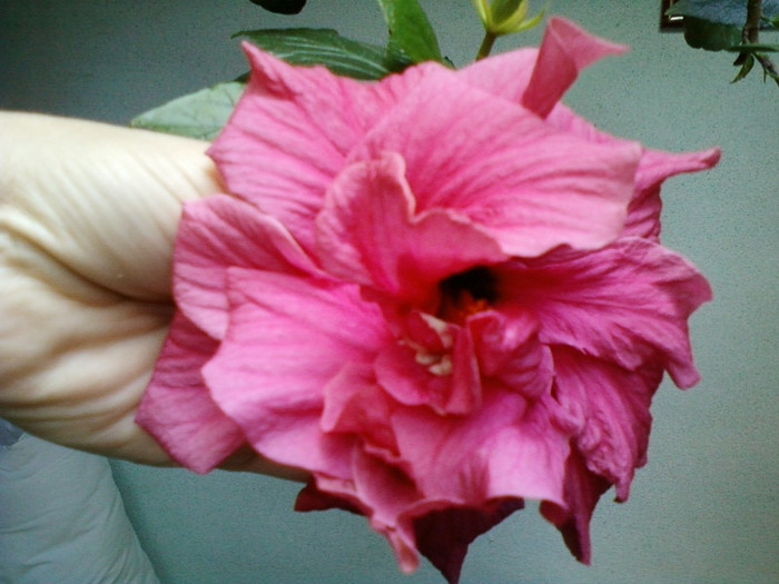 28 aprilie 2012-flori 033