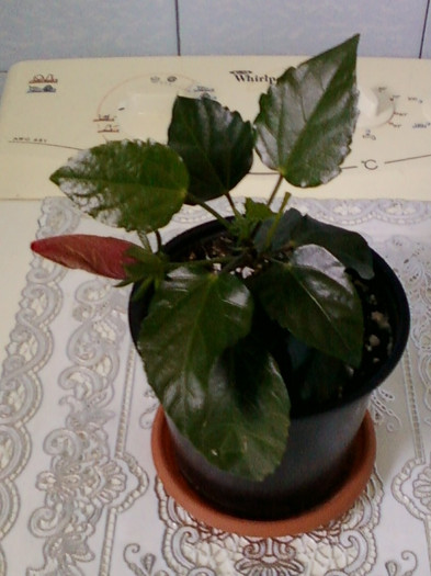 28 aprilie 2012-flori 043