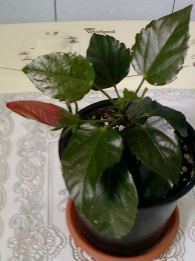 28 aprilie 2012-flori 045