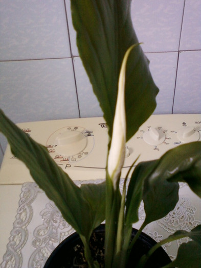 28 aprilie 2012-flori 031 - spathiphyllum wallisii