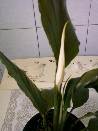 28 aprilie 2012-flori 032 - spathiphyllum wallisii