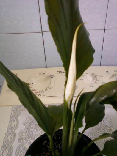 28 aprilie 2012-flori 034 - spathiphyllum wallisii