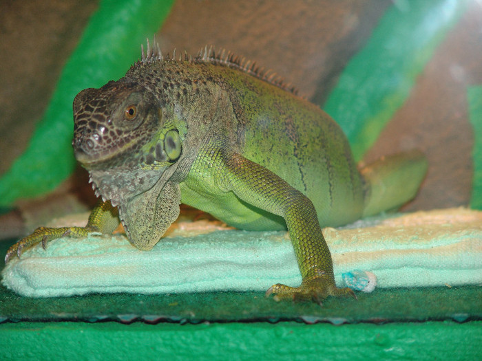 Skelly 8 martie 2012 - Skelly iguana salvata