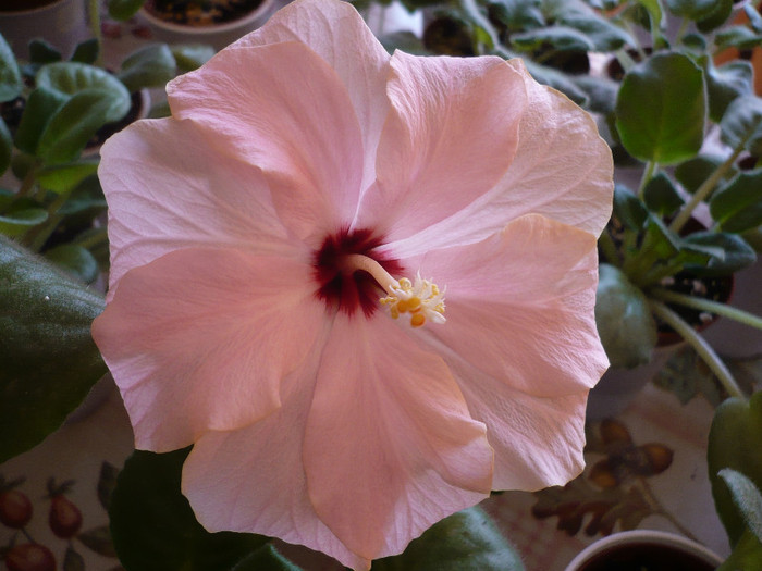P1120851 - HIBISCUSI 2012-1