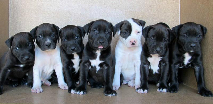 perritos 2