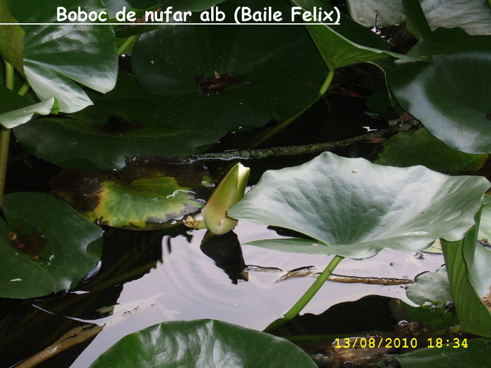 78. Nufar alb - Fascinanta Romanie - 4