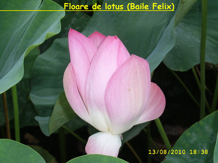 79. Floare de lotus