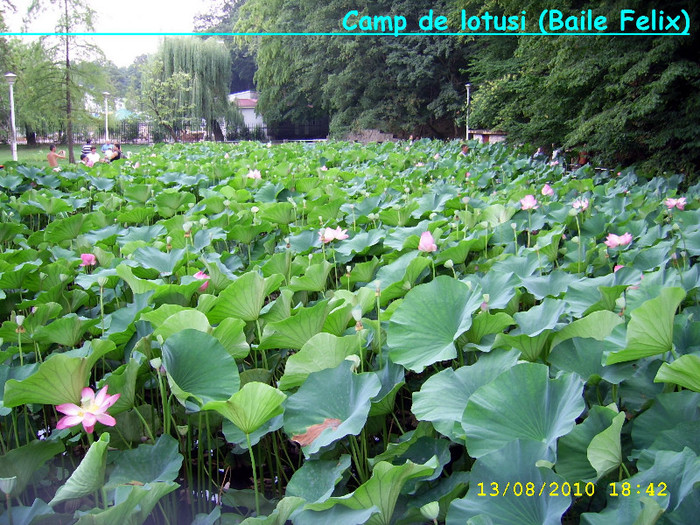 81. Lac cu lotusi si nuferi (Baile Felix) - Fascinanta Romanie - 4