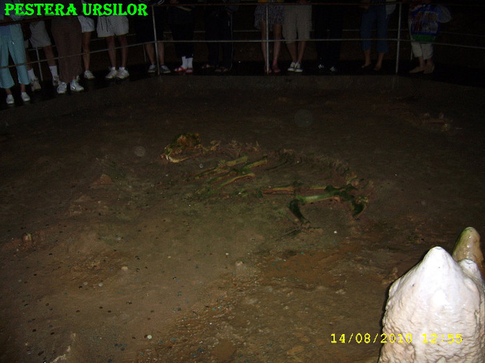 128.1. Pestera Ursilor (Schelet conservat a ursului de caverna) - Fascinanta Romanie - 4