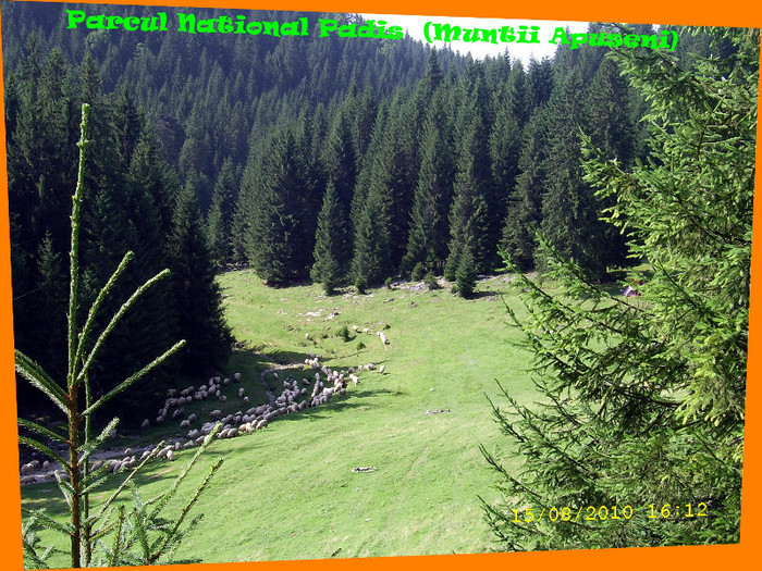 136. Rezervatia naturala Padis (1) - Fascinanta Romanie - 4