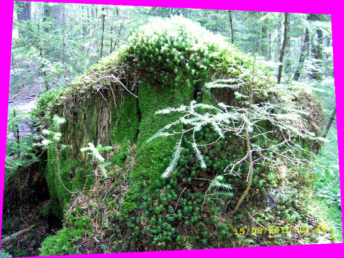 159. In padure... - Fascinanta Romanie - 4