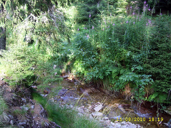 165. In padure... - Fascinanta Romanie - 4