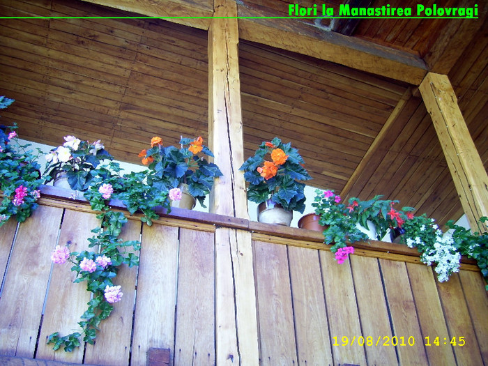 337. Flori la Manastirea Polovragi - Fascinanta Romanie - 4