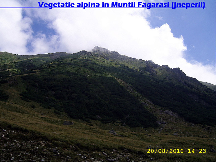 509. Vegetatie alpina (Jneperii)