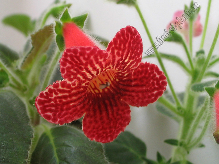 NEW -Kohleria Skogsbrand; 2012
