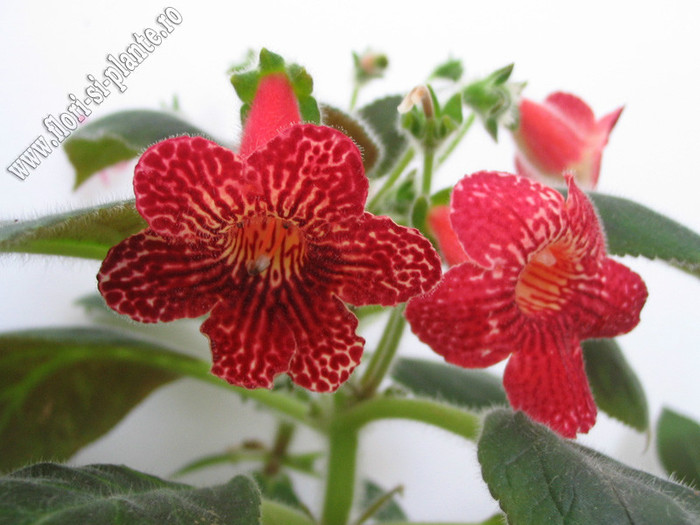 NEW - Kohleria Skogsbrand - imagini in premiera; 2012
