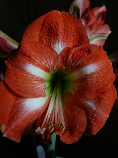 ar fi trebuit sa fie Salmon dar... - amaryllis