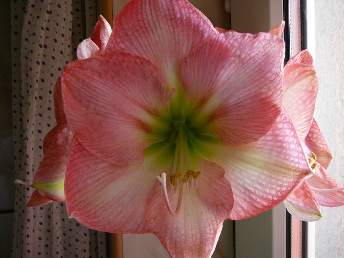 susan - amaryllis