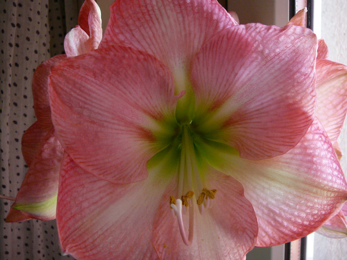 susan - amaryllis